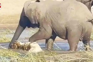Voi giẫm chết cá sấu vì một lý do đặc biệt