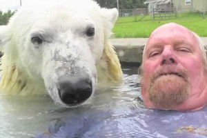 Người đàn ông duy nhất trên thế giới đủ "dũng khí" tắm chung cùng gấu Bắc Cực