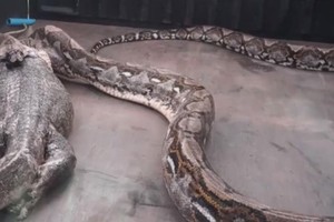 Kỳ đà sống sót "ngoạn mục" sau khi bị trăn Miến Điện khổng lồ nuốt chửng