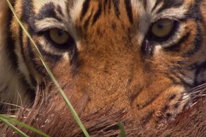 "Lúc tĩnh lặng như nước khi dữ dội như bão tố", hổ Bengal dũng mãnh đả bại heo rừng chỉ bằng một chiêu thức