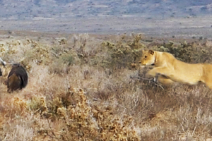 Sư tử săn linh cẩu