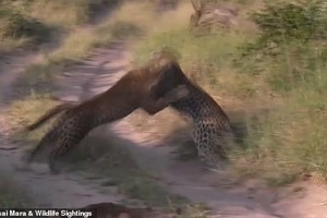 Mải mê săn mồi, báo hoa mai suýt bị chính đồng loại của mình "làm thịt"