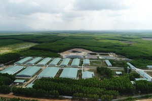 Sở hữu các trang trại tại khu vực phía Nam và Tây Nguyên, Nova Consumer sẽ sản xuất ra các sản phẩm trồng trọt và chăn nuôi truy xuất được nguồn gốc. (Ảnh trang trại chăn nuôi thuộc Nova Consumer tại Hàm Tân, Bình Thuận).