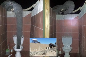 Du khách gặp tình huống dở khóc dở cười với voi rừng ở nhà vệ sinh