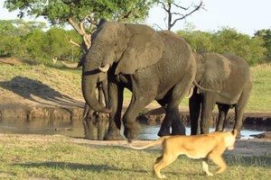 Không thèm nể mặt "chúa tể rừng xanh", loài động vật to lớn đuổi sư tử phải chạy "mất cả dép"