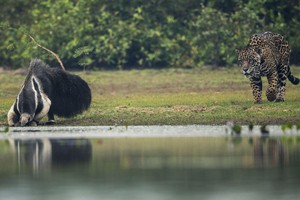 Màn săn mồi gây rối trí người xem nhất từ trước đến nay của "thợ săn" báo đốm