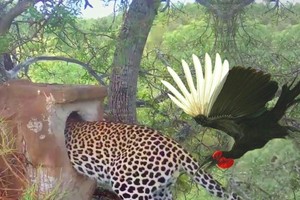 Màn "trộm long tráo phụng" cực kỳ uyển chuyển của con báo hoa mai ranh ma