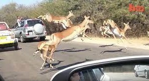 Linh dương chạy như bay, nhảy cả vào xe của khách du lịch do bị báo săn đuổi