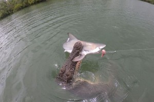 Cá sấu "thịt" cá mập theo cách khó ai có thể tưởng tượng được