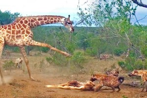 Nỗ lực không biết mệt mỏi của hươu cao cổ mẹ để giải cứu con khỏi nanh vuốt của bầy linh cẩu