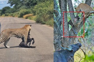 Trâu rừng nỗ lực cứu con khỏi nanh vuốt của báo hoa mai trong vô vọng