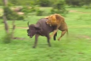 Sức mạnh của vua sư tử: Một mình "quẩy nát" đội hình của đàn trâu rừng oai hùng