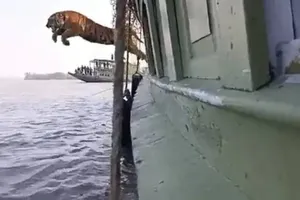 Phấn khích vì được trả tự do, chú hổ Bengal "phi thân" từ trên tàu xuống nước