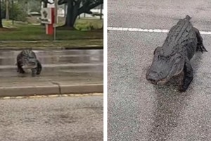 "Quái thú" khổng lồ cụt chân lừng lững băng qua đường gây náo loạn cả khu phố