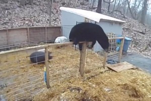 Trận đấu cực kỳ "phi lý" giữa cặp lợn con tí hon và gấu đen khổng lồ