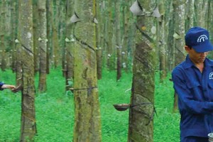 Sản lượng và giá trị xuất khẩu cao su của Việt Nam trong 4 tháng đầu năm 2022 đều tăng so với cùng kỳ.