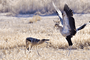 Vũ điệu hoang dã "mê đắm lòng người" của loài chim vừa săn được rắn, vừa bắt nạt được chó rừng châu Phi