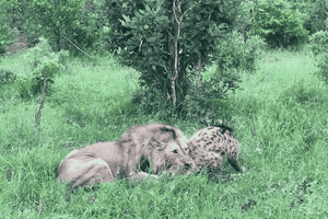 Sư tử đực phô diễn sức mạnh khủng khiếp trước cặp đôi linh cẩu lén lút