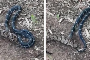 Đi nhận thư, người đàn ông chứng kiến cảnh tượng kinh hoàng