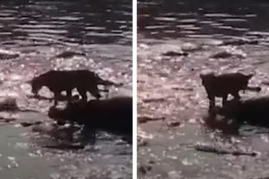 Bị vây quanh bởi hơn 40 con cá sấu hung dữ, Vua sư tử vẫn ung dung tìm ra con đường thoát thân đầy ngoạn mục