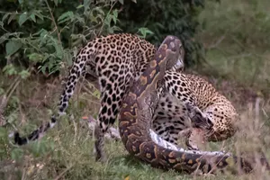 Trận chiến một mất một còn giữa báo hoa mai và trăn đá khổng lồ, nhưng linh cẩu mới là kẻ được hưởng lợi