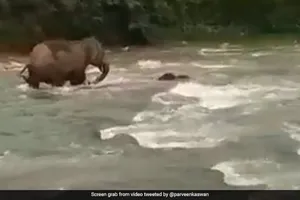 Voi con suýt chết đuối khi đi qua sông nếu không có sự ứng phó cực kỳ kịp thời của voi mẹ