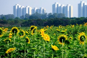 Nên ưu tiên vốn cho các dự án dành cho nhu cầu ở thực.