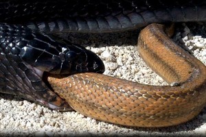 Loài rắn tuyệt đẹp, có sở thích nuốt sống đồng loại