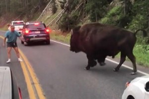 Trải nghiệm chọc giận bò rừng Bison và cái kết hú hồn của anh chàng ngốc nghếch