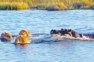 Lầm đường lạc lối, cả đàn sư tử bị hà mà lùa chạy như vịt