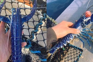 Sinh vật biển cực quý hiếm có tỷ lệ 2 triệu con mới xuất hiện 1, được ngư dân bắt sống