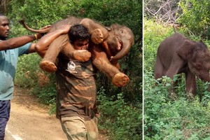 Tấm lòng đáng ngưỡng mộ của anh chàng cứu sống và cõng trên vai chú voi nặng hơn 100 kg về đoàn tụ với gia đình