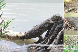 Pha thoát thân thần kỳ của kỳ đà hoa khỏi răng nanh cá sấu 