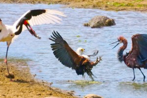 Ba con chim săn mồi khét tiếng tranh nhau miếng ăn và cái kết bất ngờ