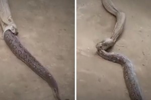 Màn thanh trừng kinh hoàng giữa 2 thành viên trong Tứ đại nọc độc Ấn Độ