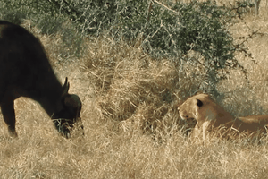 Cuộc đụng độ đầy "bất ổn" giữa hai đối thủ đầy duyên nợ: Trâu rừng và Sư tử