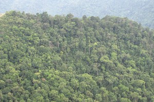 Rừng tự nhiên của các công ty lâm nghiệp phải tạm dừng khai thác đang chờ... chính sách