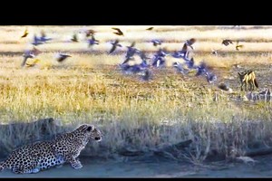 Kẻ đi săn trở thành con mồi