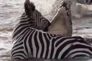 Hy hữu: Bị tấn công, ngựa vằn quay đầu "nựng yêu" vào má cá sấu khổng lồ