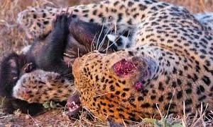 Cuộc chiến giành giật sự sống của loài động vật được mệnh danh là "bất cần" nhất trong thế giới hoang dã