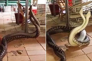 Người đàn ông kinh hoàng phát hiện hai con trăn khổng lồ đang "song long tranh đấu" ngay trong bếp nhà mình