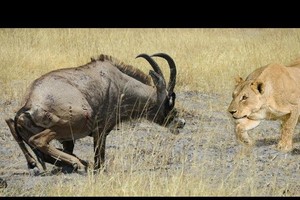 Bị vây hãm bởi hai con sư tử hung dữ, chiến thắng vẫn mỉm cười với loài động vật "thức ăn"