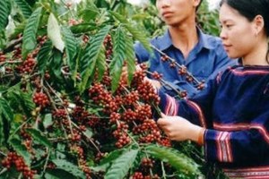 Kon Tum hình thành vùng sản xuất chuyên canh cà phê Robusta