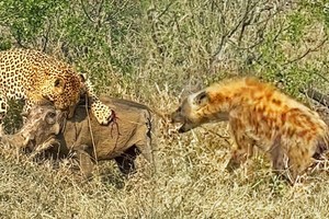 Chiến binh lợn rừng sống sót thần kỳ sau màn truy kích của hai "thợ săn" hàng đầu thế giới tự nhiên hoang dã