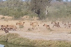 Âm mưu lật đổ nhà vua và cái kết bất ngờ cho những kẻ "táo tợn"