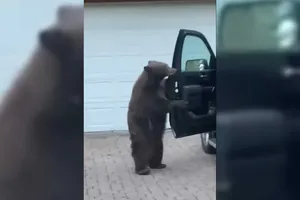 Chú gấu biết tự mở cửa xe ô tô để lấy đồ ăn và cách hành xử của chủ xe khiến ai cũng phải trợn tròn mắt kinh ngạc
