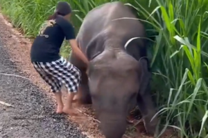 Cư dân mạng "xỉu lên xỉu xuống" trước hành động cứu vớt chú voi con đáng thương của một cô gái tốt bụng