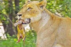 Hé lộ khoảnh khắc thiêng liêng của chúa tể rừng xanh