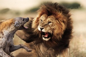 Vua sư tử nổi cơn thịnh nộ khi bị linh cẩu cắn đuôi