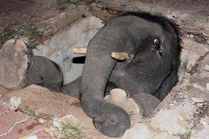 Tiếng khóc ai oán thấu trời xanh của voi mẹ giữa đêm khuya và câu chuyện đầy cảm động sau đó